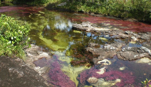 An image of Cano Cristales in Colombia