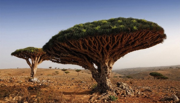 An image of Socotra in Yemen