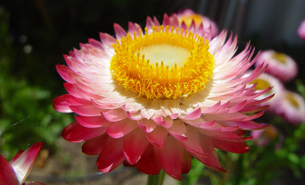 Pink_and_yellow_paper_daisy