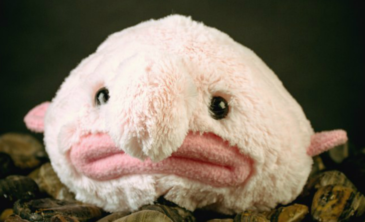 blobfish-plush-toy