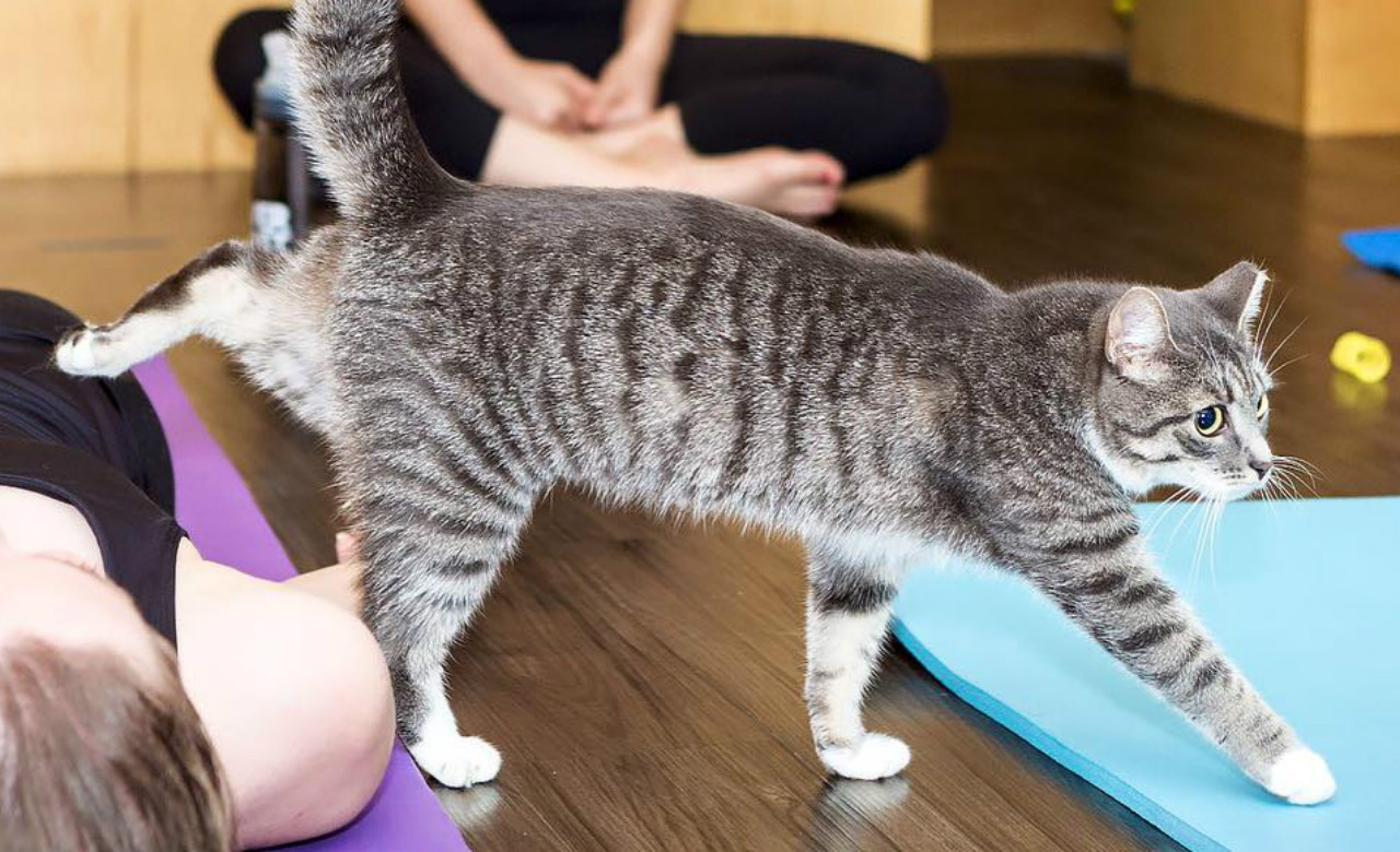 ethan-covey-meow-parlour-cat-yoga