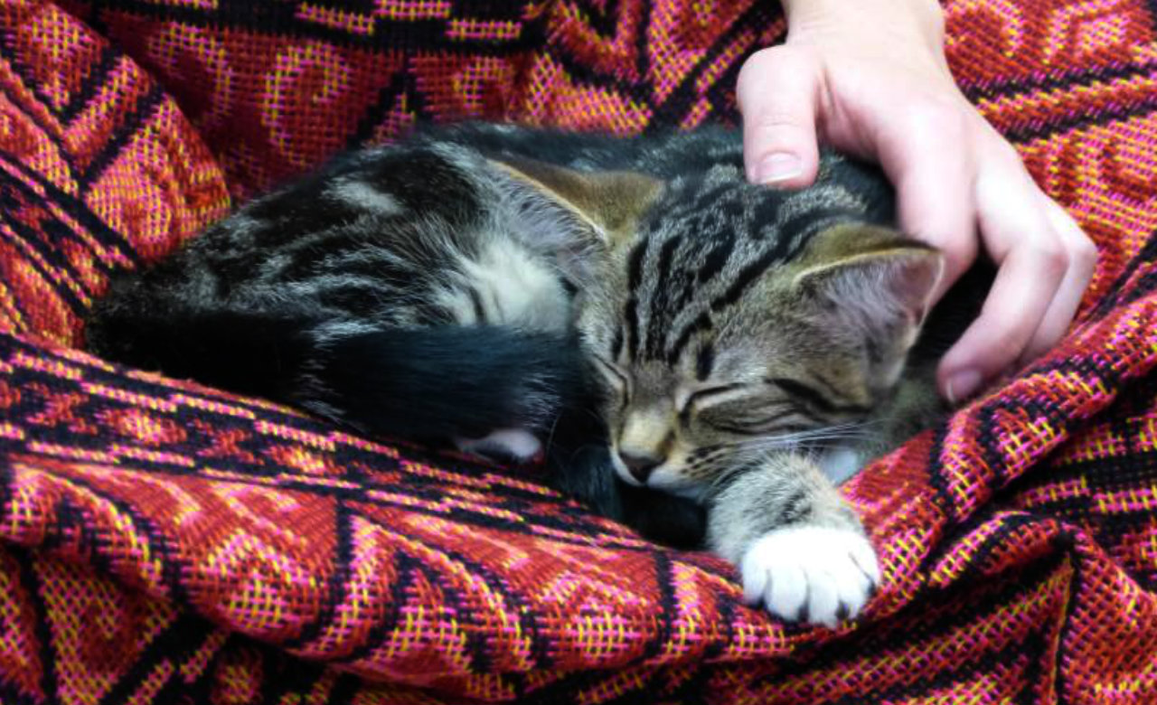 cat-cuddle-cafe-brisbane-kitten
