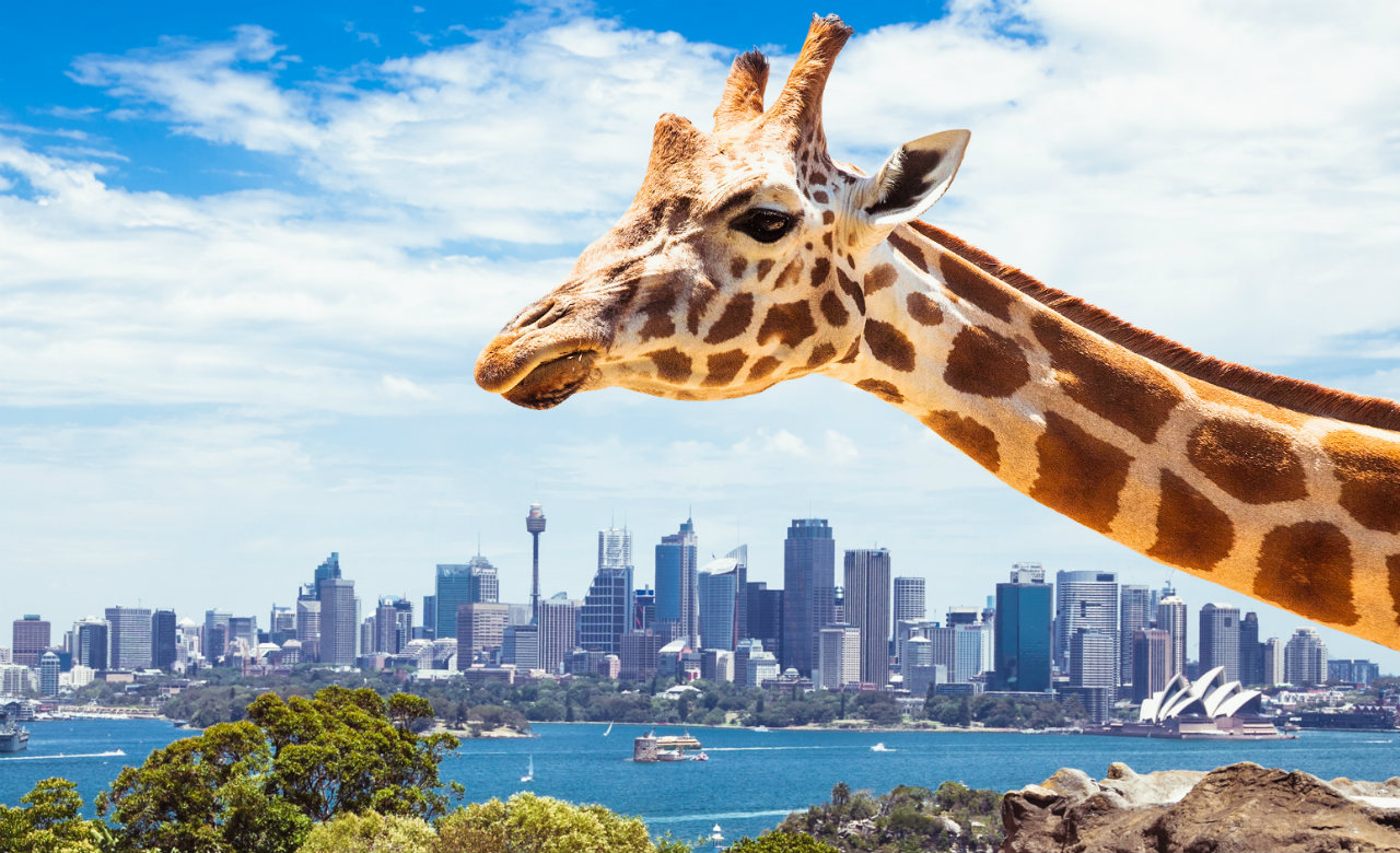 giraffe-taronga-zoo-sydney-featured