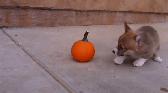 Ultimate-Puppy-Gif