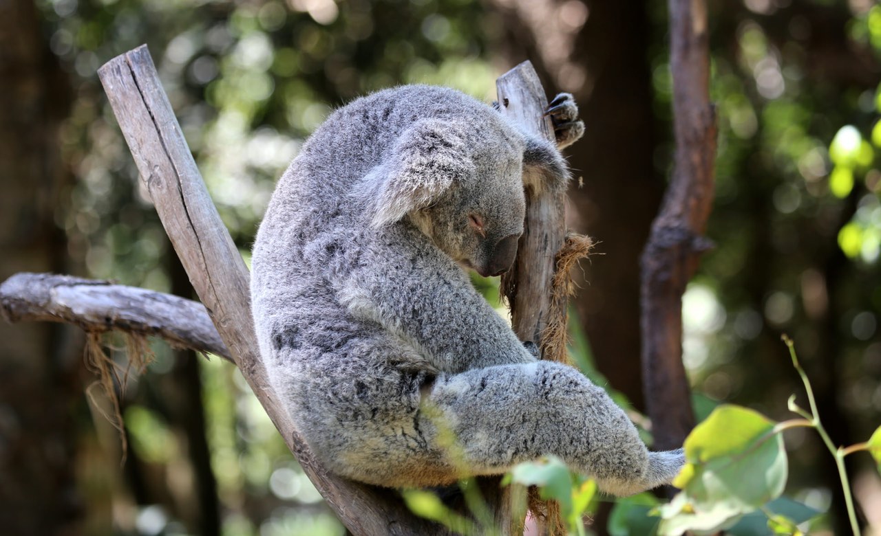 Koala-wildlife-Australia