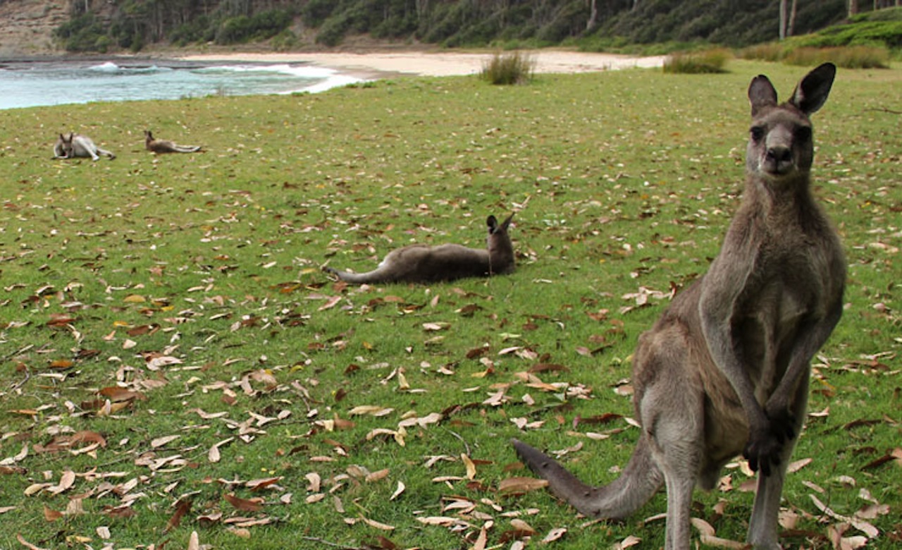 kangaroos