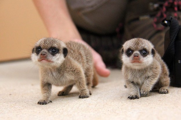meerkat-babies
