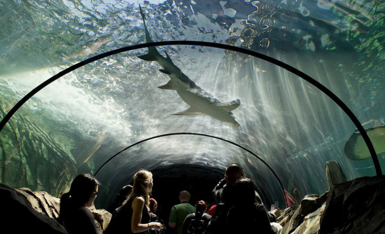 sydney-sea-life-aquarium-low-res