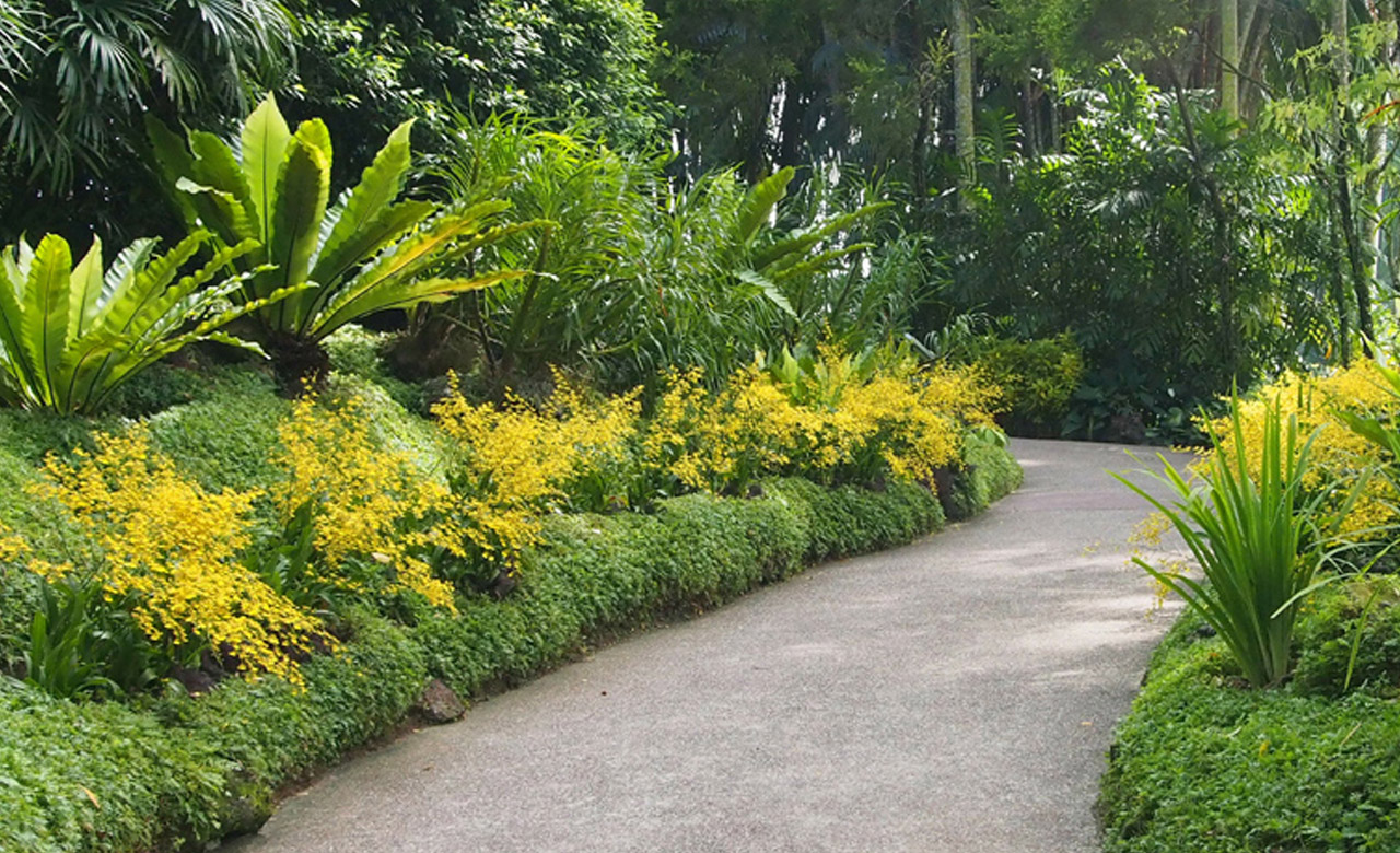 singapore-botanic