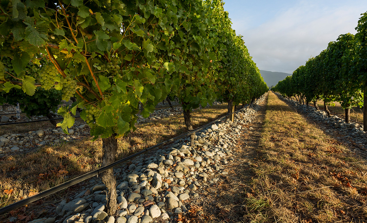 stoneleigh-vineyard