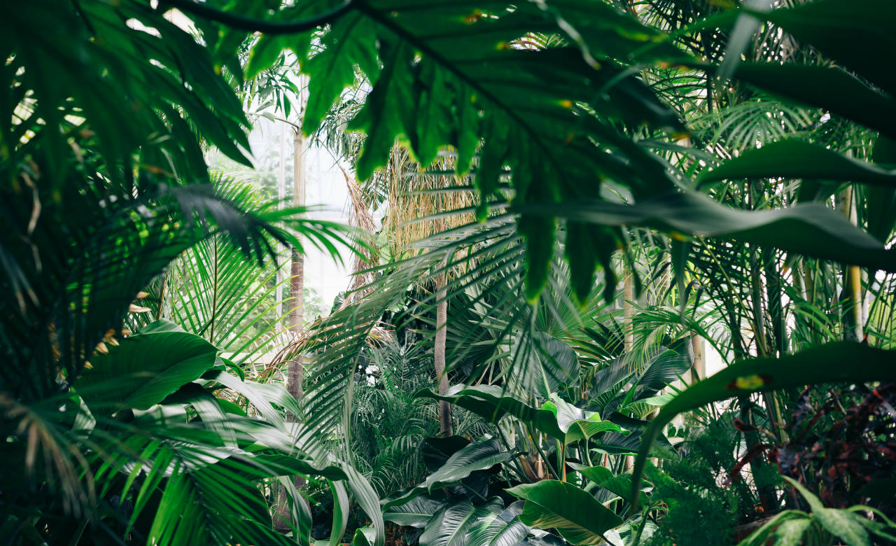 rainforest-pexels