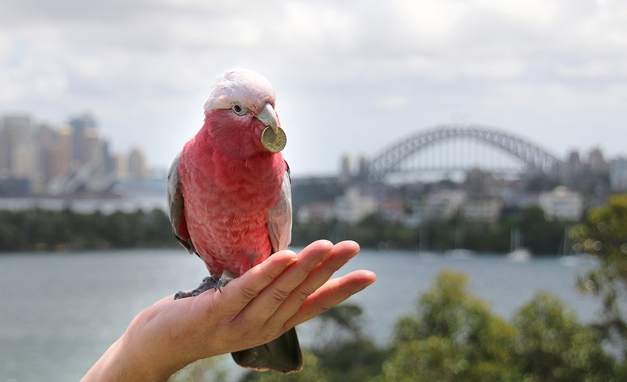 $1 entry taronga zoo Deal Zooâ€™s Taronga Back $1 Birthday Is Concrete