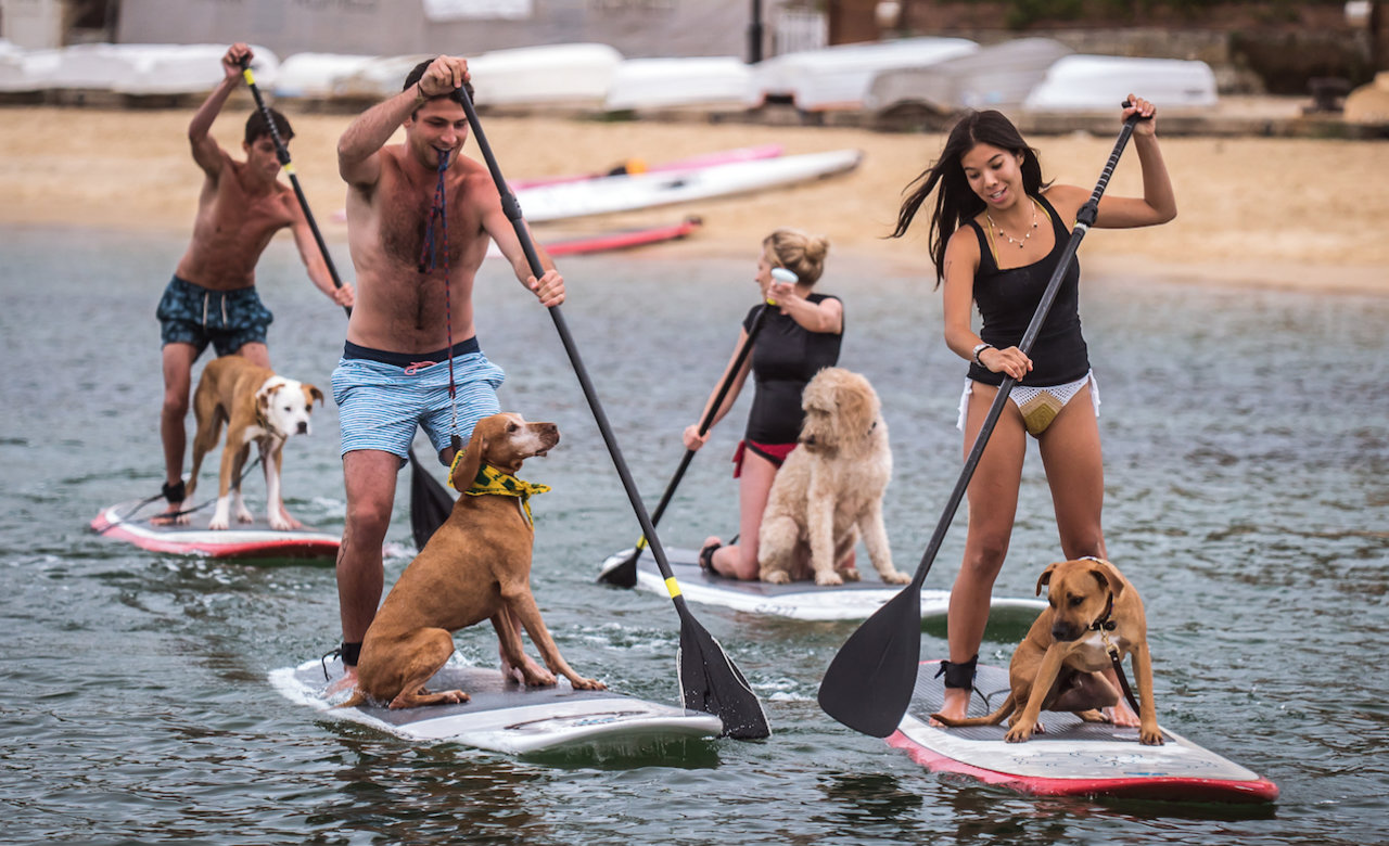 paddleboard-dog-sydney