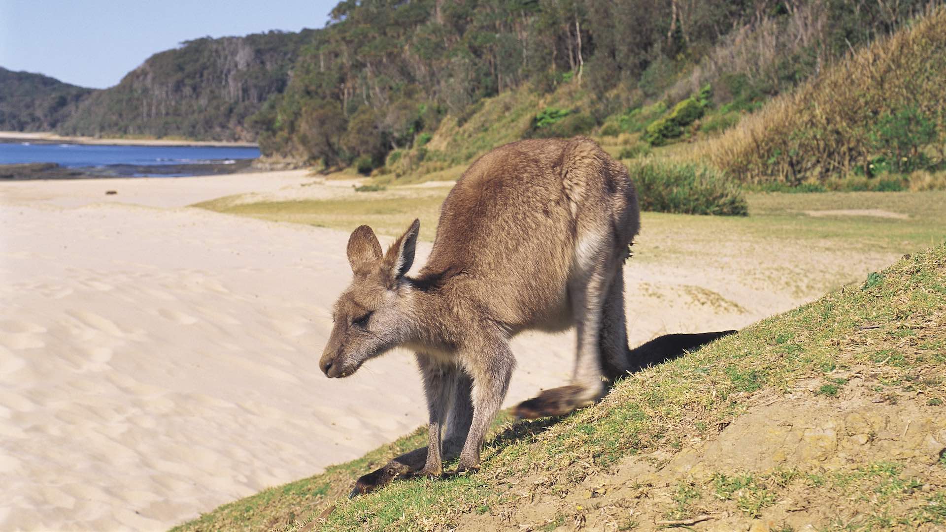 Kangaroo on Pebbly Beach in NSW