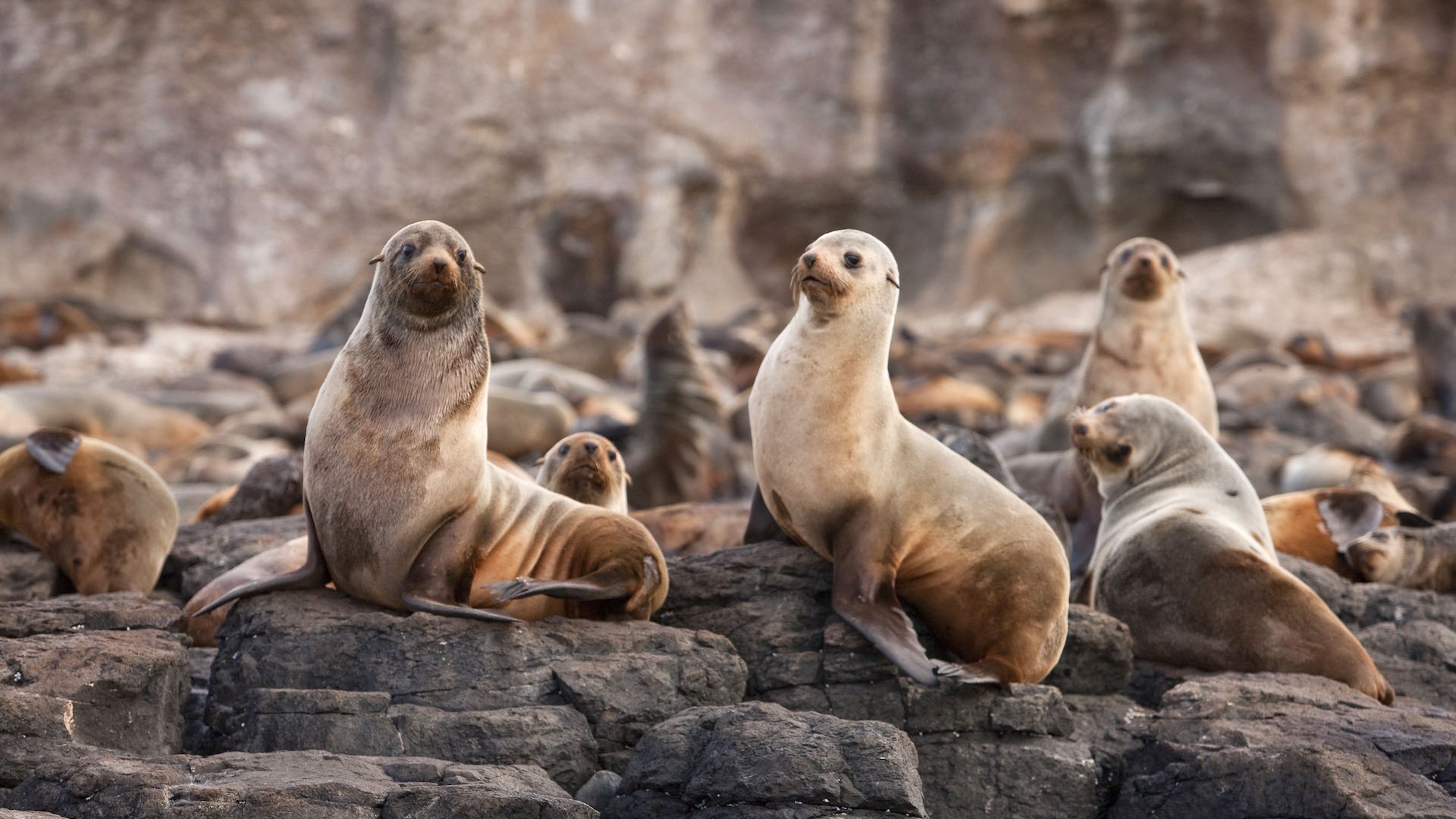 Seal Rock in Phillip Island Victoria